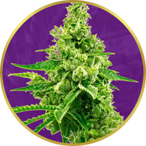 Critical Mass Autoflower Feminized Seeds for sale from Crop King