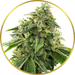 Critical Mass Autoflower Feminized Seeds for sale from Homegrown