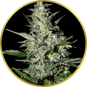 Critical Mass Autoflower Feminized Seeds for sale from Seedsman by Green House Seed Co.