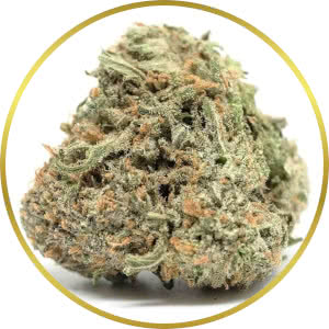 Critical Mass Autoflower Feminized Seeds for sale from SeedSupreme