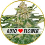 Critical Mass Autoflower Seeds for sale USA