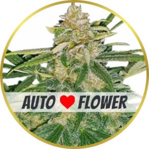 Critical Mass Autoflower marijuana strain