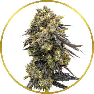 Do-Si-Dos Autoflower Feminized Seeds for sale from Homegrown