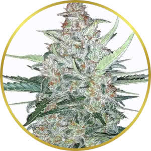 Do-Si-Dos Autoflower Feminized Seeds for sale from MSNL