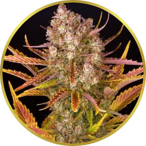 Do-Si-Dos Autoflower Feminized Seeds for sale from Seedsman by Barney's Farm