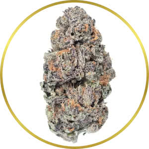 Do-Si-Dos Autoflower Feminized Seeds for sale from SeedSupreme