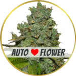 Do-Si-Dos Autoflower Seeds for sale USA