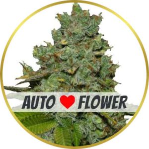 Do-Si-Dos Autoflower marijuana strain