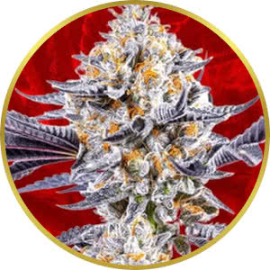 Do-Si-Dos Feminized Seeds for sale from Crop King