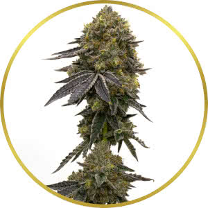 Do-Si-Dos Feminized Seeds for sale from Homegrown