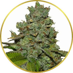 Do-Si-Dos Feminized Seeds for sale from ILGM