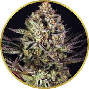 Do-Si-Dos Feminized Seeds for sale from Seedsman by Barney's Farm