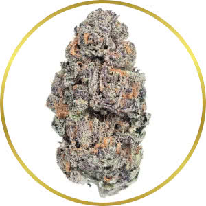 Do-Si-Dos Feminized Seeds for sale from SeedSupreme