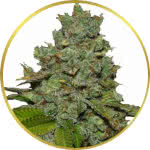 Do-Si-Dos Feminized Seeds for sale USA