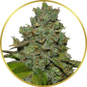 Do-Si-Dos marijuana strain