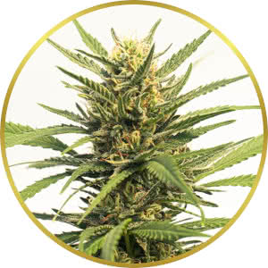Durban Poison Autoflower Feminized Seeds for sale from Homegrown