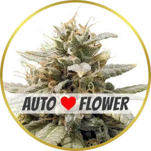 Durban Poison Autoflower Feminized Seeds for sale from ILGM