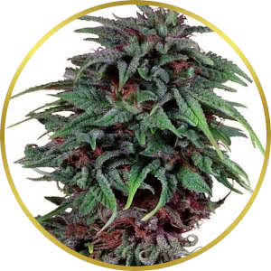 Durban Poison Autoflower Feminized Seeds for sale from Seedsman by Dutch Passion