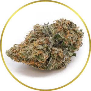 Durban Poison Autoflower Feminized Seeds for sale from SeedSupreme