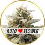 Durban Poison Autoflower Seeds for sale USA