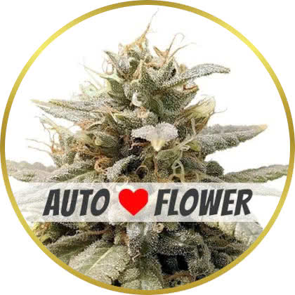 Durban Poison Autoflower marijuana strain