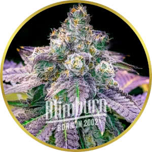 Fruity Pebbles Feminized Seeds for sale from Blimburn