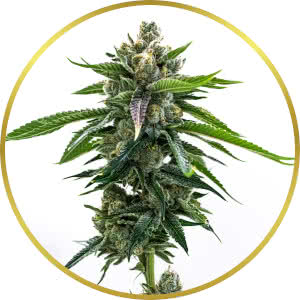 Fruity Pebbles Feminized Seeds for sale from Homegrown