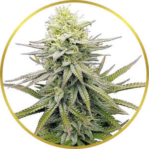Fruity Pebbles Feminized Seeds for sale from ILGM