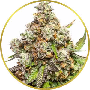 Fruity Pebbles Feminized Seeds for sale from MSNL