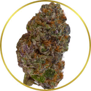 Fruity Pebbles Feminized Seeds for sale from SeedSupreme