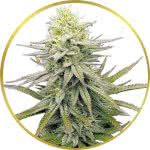 Fruity Pebbles Feminized Seeds for sale USA