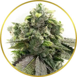 G13 Autoflower Feminized Seeds for sale from Blimburn