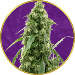 G13 Autoflower Feminized Seeds for sale from Crop King