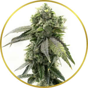 G13 Autoflower Feminized Seeds for sale from Homegrown