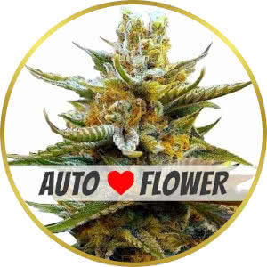 G13 Autoflower Feminized Seeds for sale from ILGM