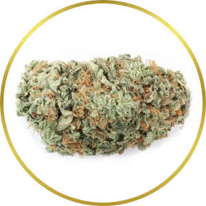 G13 Autoflower Feminized Seeds for sale from SeedSupreme