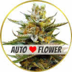 G13 Autoflower Seeds for sale USA