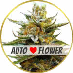 G13 Autoflower Seeds for sale USA