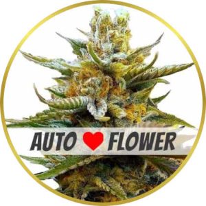 G13 Autoflower marijuana strain