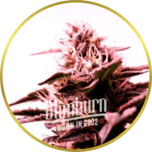 G13 Feminized Seeds for sale from Blimburn