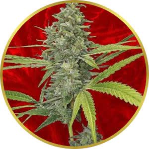 G13 Feminized Seeds for sale from Crop King