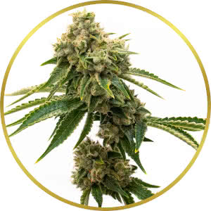 G13 Feminized Seeds for sale from Homegrown