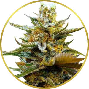 G13 Feminized Seeds for sale from ILGM