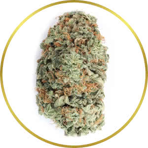 G13 Feminized Seeds for sale from SeedSupreme