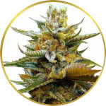 G13 Feminized Seeds for sale USA