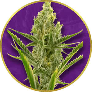 Gelato Autoflower Feminized Seeds for sale from Crop King