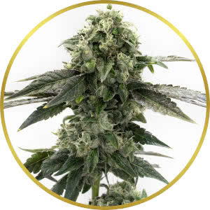 Gelato Autoflower Feminized Seeds for sale from Homegrown