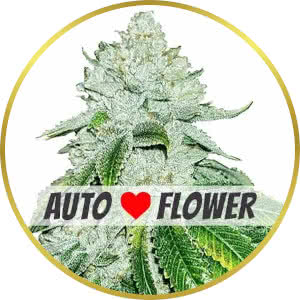 Gelato Autoflower Feminized Seeds for sale from ILGM