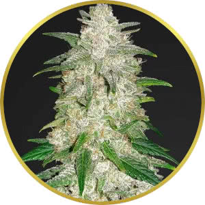 Gelato Autoflower Feminized Seeds for sale from Seedsman by Fast Buds