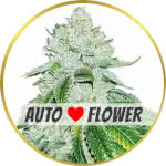 Gelato Autoflower Seeds for sale USA